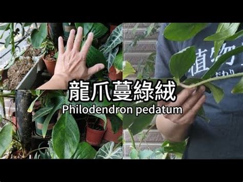 蔓綠絨風水|蔓綠絨風水：打造繁榮空間的秘密植物 – 植物盆栽綠寶典